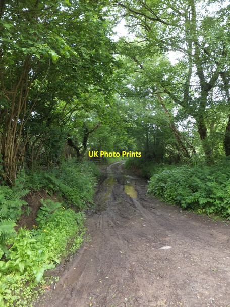 Photo 6"x4" Track (Oxenpark Lane) to Hill Barton Ashridge Court c2013
