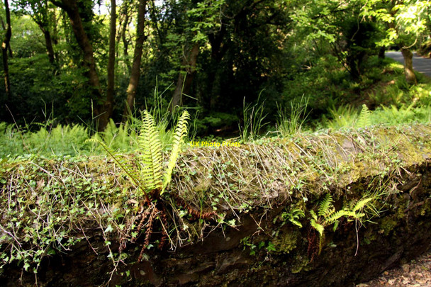 Photo 6"x4" Ferns on a wall Doverhay c2013