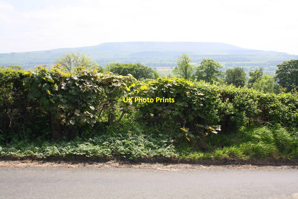 Photo 6"x4" Hedgerow on south side of road east from Redmire Redmire\/SE0491 c2013