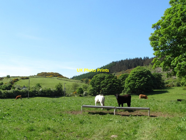 Photo 6"x4" Grazing animals on the lower slopes of Cofracloghy Jonesborough c2013