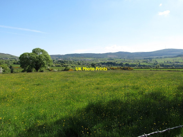Photo 6"x4" Natural meadow on the north-east side of Carrickbroad Road Jonesborough c2013