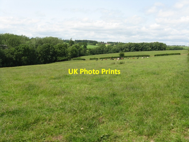Photo 6"x4" Cattle grazing near Heath Farm Harpley\/SO6861 c2013