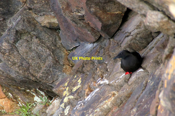 Photo 6"x4" Black Guillemot (Cepphus grylle), Punds Geo, Westing Westing\/HP5705 c2013