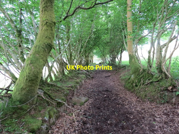 Photo 6"x4" Llwybr Gorsddu \/ Gorsddu footpath Talsarn\/SN7726 c2013