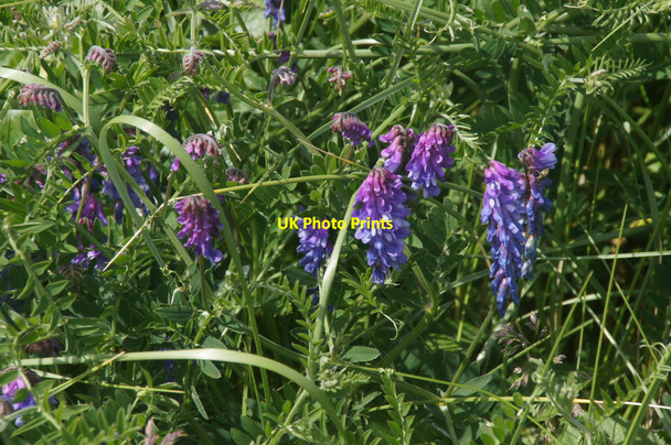 Photo 6"x4" Tufted Vetch (Vicia cracca), Norwick dunes Kirkaton c2013