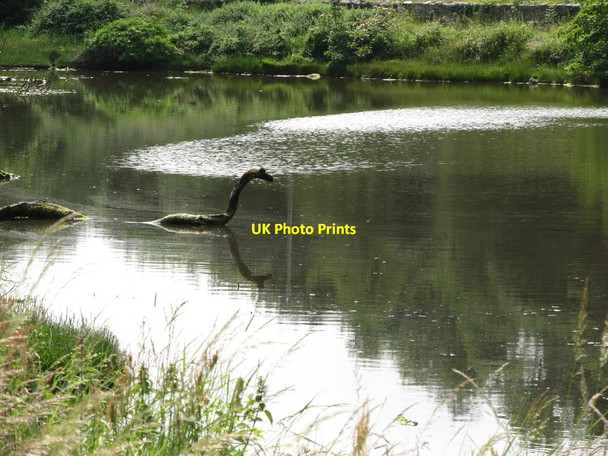 Photo 6"x4" Nessie on Vacation at Castleward Strangford\/J5849 c2013
