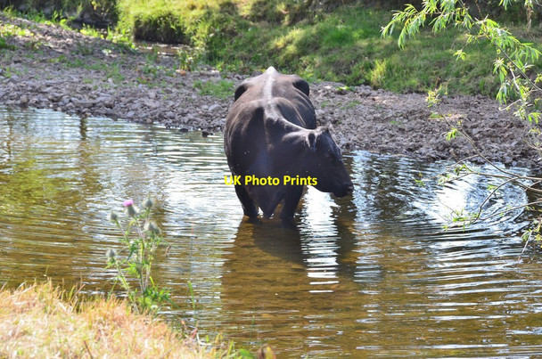 Photo 6"x4" Cooling off in the Kale Water Morebattle c2013