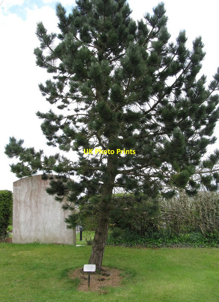 Photo 6"x4" Corsican Pine grown from a seed of the tree planted by Charlotte Bront\u00c3\u00ab at Haworth in 1854 Ballyroney c2013