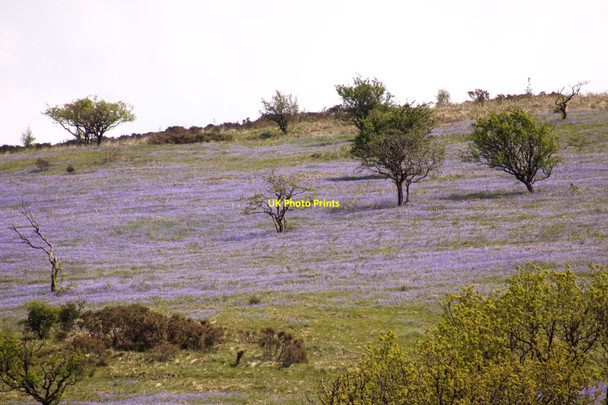 Photo 6"x4" Bluebells on Ashway Side Hawkridge c2013