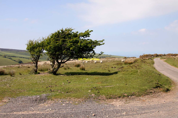 Photo 6"x4" Wind shaped trees on Exmoor Doverhay c2013