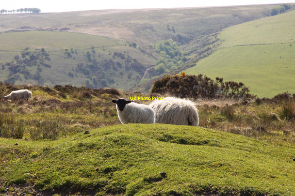 Photo 6"x4" Sheep on Wilmersham Common Doverhay c2013