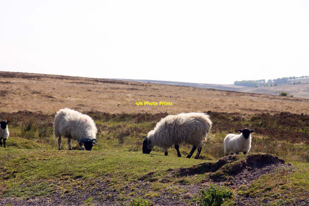 Photo 6"x4" Sheep on Wilmersham Common Doverhay c2013 P1