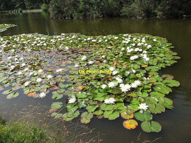 Photo 6"x4" Water lilies on the Duck Pond below the Silent Valley Dam Attical c2013