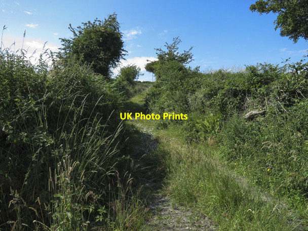 Photo 6"x4" Overgrown track Drinagh c2013
