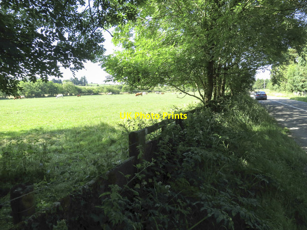 Photo 6"x4" Bull and harem Ballynacarriga c2013