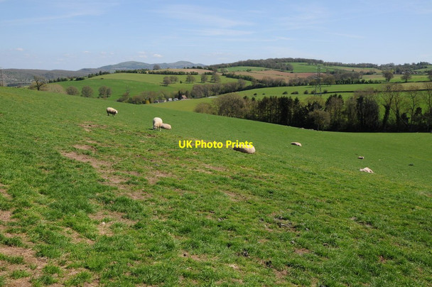 Photo 6"x4" Sheep grazing near Acton Green Acton Green\/SO6950 c2013