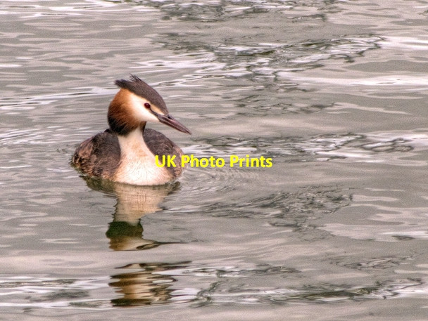 Photo 6"x4" Great Crested Grebe, Killingworth Lake Longbenton c2013