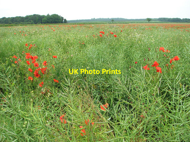 Photo 6"x4" Poppies in oilseed rape crop east of Narford Lane Walton Warren c2013
