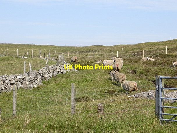 Photo 6"x4" Sheep, Stanydale Hestaford c2013