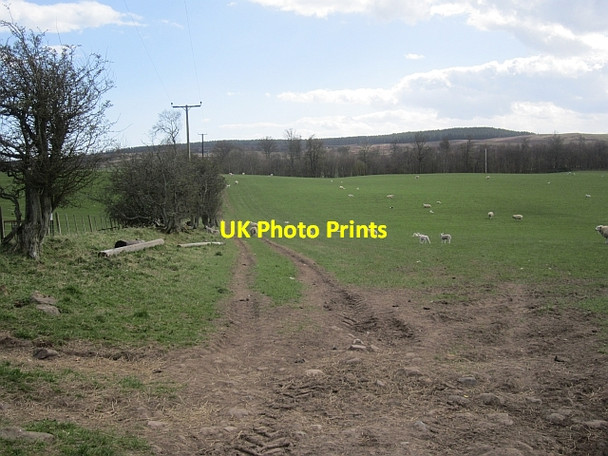 Photo 6"x4" Sheep, Eglingham Eglingham c2013