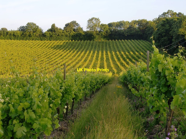 Photo 6"x4" A corner of Denbies vineyard Dorking c2013
