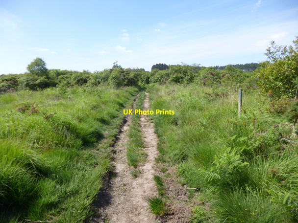 Photo 6"x4" Cranborne Common, footpath marker Daggons c2013