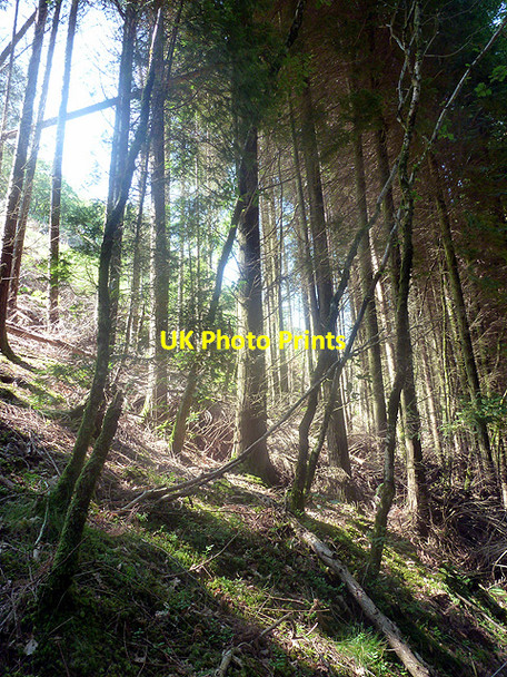 Photo 6"x4" Light and shade in the valley Devil's Bridge\/Pontarfynach c2013