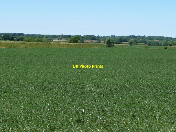 Photo 6"x4" Eastern floodbank, Hexden Channel Potman's Heath c2013