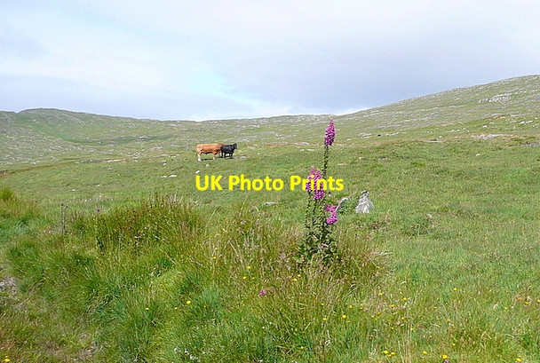Photo 6"x4" Cattle at Clashadoo Durrus c2013