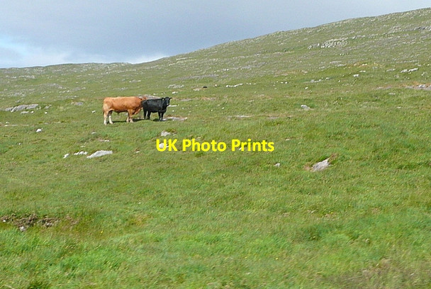Photo 6"x4" Cattle at Clashadoo Durrus c2013