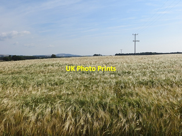 Photo 6"x4" Barley, Bowhouse Farm Easter Kilwhiss c2013