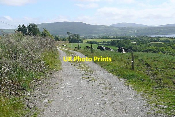 Photo 6"x4" Cattle at Clashadoo Durrus c2013
