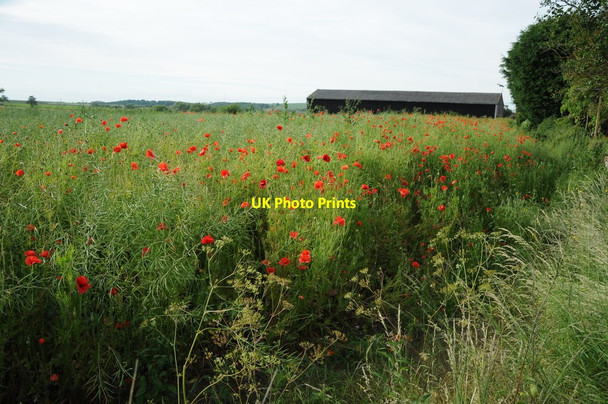 Photo 6"x4" Poppies in an oil seed rape crop Barkston c2013