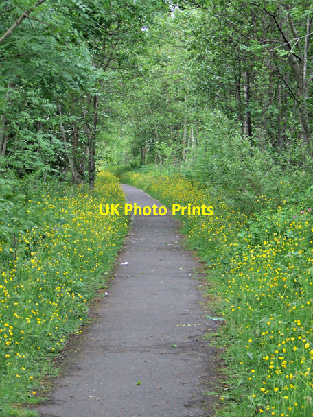 Photo 6"x4" Buttercups by the A78 Inverkip c2013