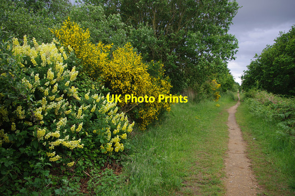 Photo 6"x4" Dismantled railway Aldeburgh c2013
