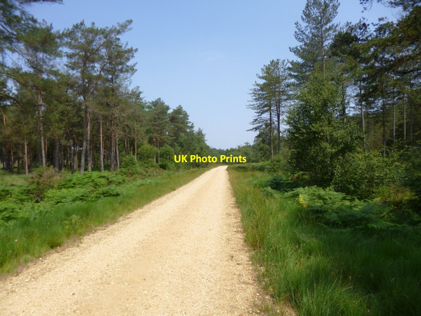 Photo 6"x4" Plumley, forestry road Alderholt c2013