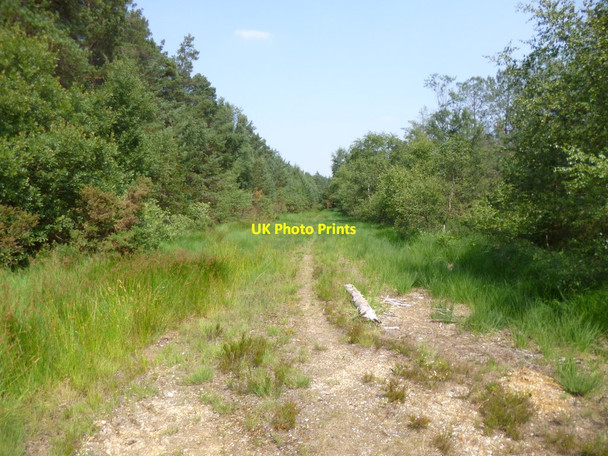 Photo 6"x4" Plumley, forestry track Alderholt c2013