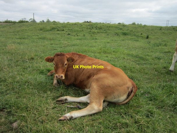 Photo 6"x4" A cow near Kirkby Wharfe Tadcaster c2013