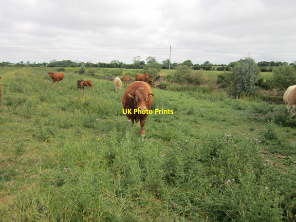 Photo 6"x4" A bull and cows along the River Wharfe Tadcaster c2013