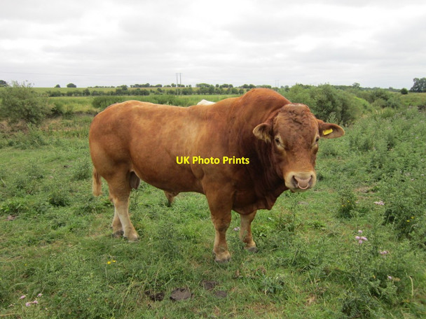 Photo 6"x4" A bull near Kirkby Wharfe Tadcaster c2013