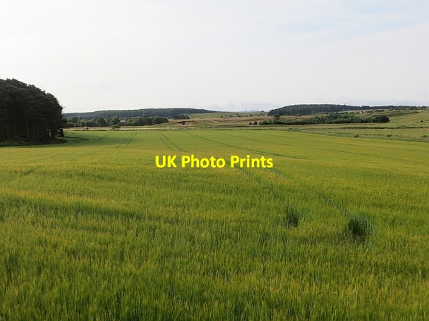 Photo 6"x4" Barley, Garlogie Redhill\/NJ7704 c2013