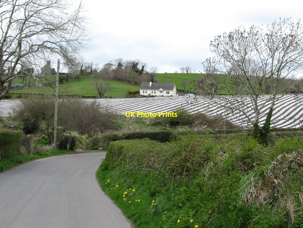 Photo 6"x4" Crops under polythene below Drumballyroney Church Ballyroney c2013