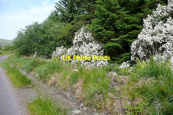 Photo 6"x4" Road side blossom Durrus c2013