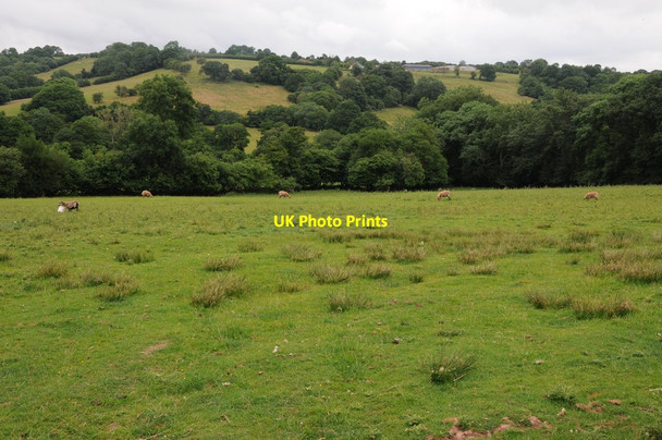 Photo 6"x4" Farmland in the Escley valley Craswall\/SO2835 c2013