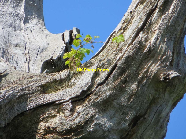 Photo 6"x4" Life in Death Glastonbury c2013