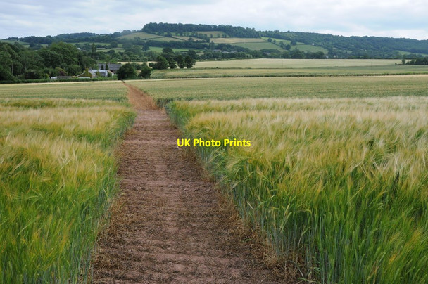 Photo 6"x4" Footpath through a field of barley Clock Mills c2013