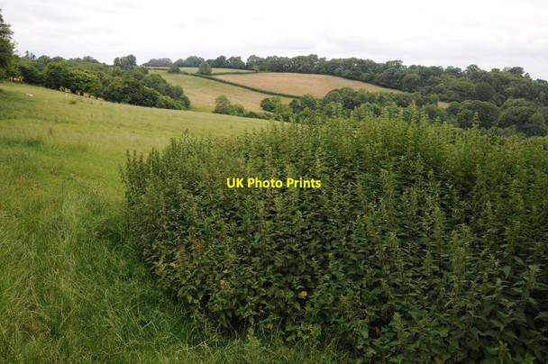 Photo 6"x4" Nettles in a field entrance Newton\/SO2943 c2013