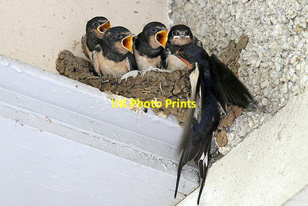 Photo 6"x4" A swallow\u00e2\u0080\u0099s nest at St Andrews St Andrews c2013