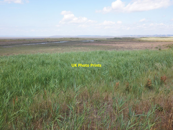 Photo 6"x4" Salt grass on Wall Common Steart\/ST2745 c2013