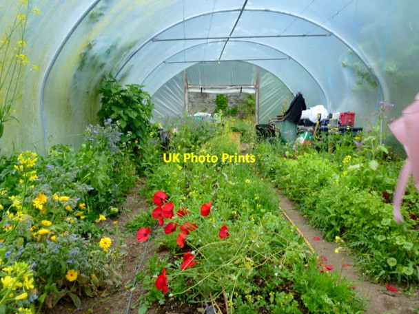 Photo 6"x4" Polytunnel, Bantry House walled garden Bantry c2013